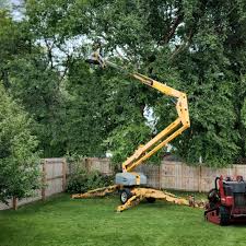 Reliable Takoma Park, MD  Tree Services Solutions